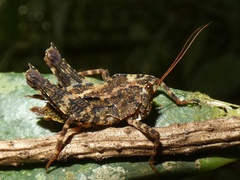 Batrachideinae