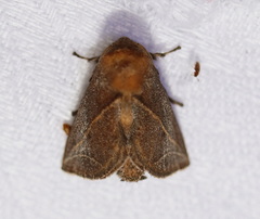 Anaxidia lozogramma