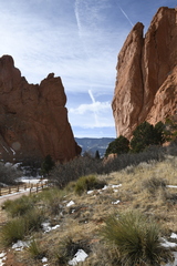 Yucca glauca
