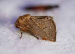 Anaxidia lozogramma