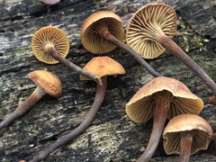Xeromphalina cauticinalis pubescentipes