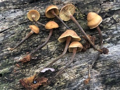 Xeromphalina cauticinalis pubescentipes