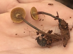 Xeromphalina cauticinalis pubescentipes