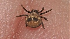 Bomis larvata