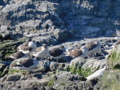 Leucophaeus scoresbii