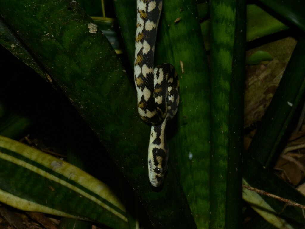 darwin carpet pythons at aar Images High Quality Grahic Darwin Carpet Python from Noonamah NT 0837, Australia on January 31 ...