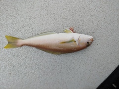 Caulolatilus princeps