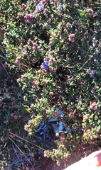 Ceanothus impressus impressus