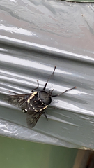Triclista guttata