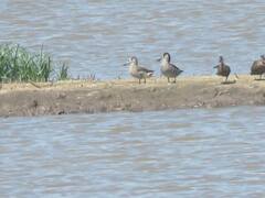 Malacorhynchus membranaceus