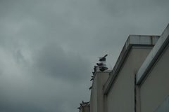 Columba livia domestica