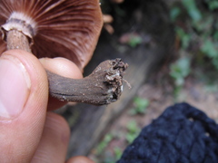 Armillaria mexicana