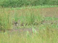 Erythrogonys cinctus