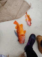 Sebastes constellatus