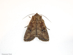 Ichneutica morosa