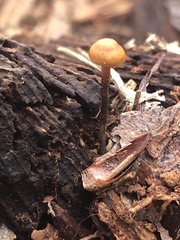 Xeromphalina cauticinalis pubescentipes