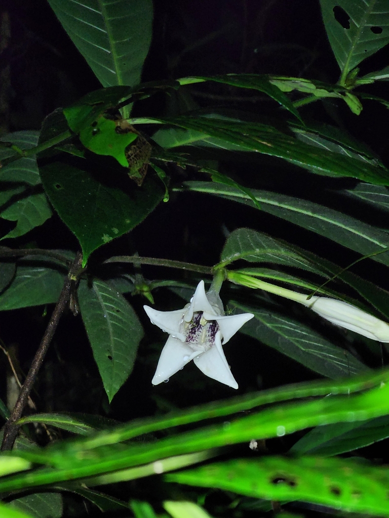 Singaporandia