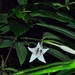 Singaporandia macrophylla - Photo 由 Ivan Neo 所上傳的 (c) Ivan Neo，保留部份權利CC BY-NC