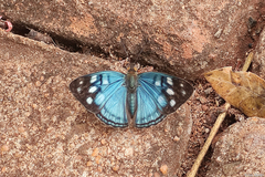 Dynamine tithia tithia