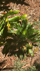 Dracaena fragrans compacta