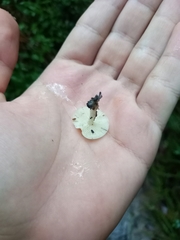 Lactocollybia