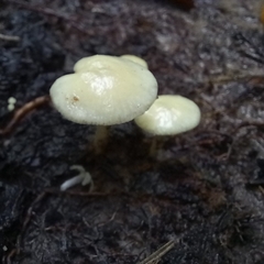 Lactocollybia