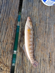 Halichoeres californicus