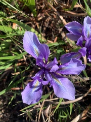 Iris douglasiana
