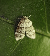 Scaphidriotis xylogramma