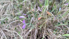 Hypoestes cumingiana
