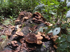 Armillaria mexicana