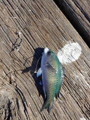 Chromis punctipinnis