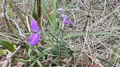 Hypoestes cumingiana