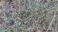 Hypoestes cumingiana