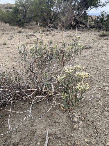 lanceleaf buckwheat (Eriogonum lancifolium)