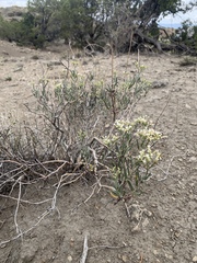 Eriogonum lancifolium