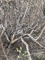 Eriogonum lancifolium