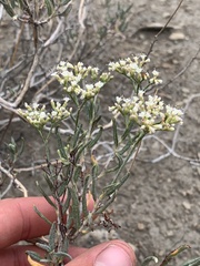 Eriogonum lancifolium