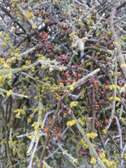 Phoradendron californicum