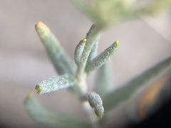 Eriogonum lancifolium