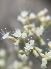 Eriogonum lancifolium