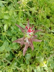 Castilleja arvensis arvensis