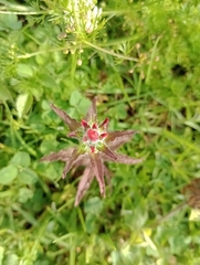 Castilleja arvensis arvensis