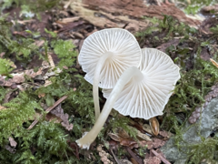 Mycena laevigata