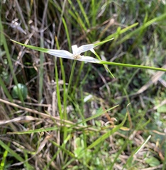 Rhynchospora colorata