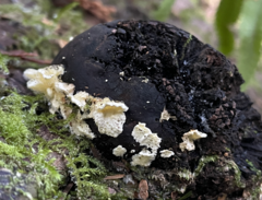 Antrodiella
