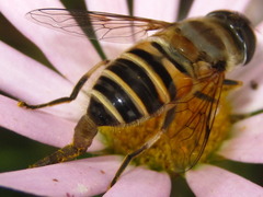Eristalis cerealis