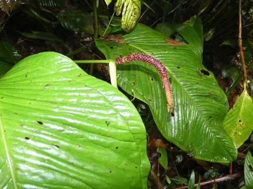 Anthurium cuspidatum, photograph 1