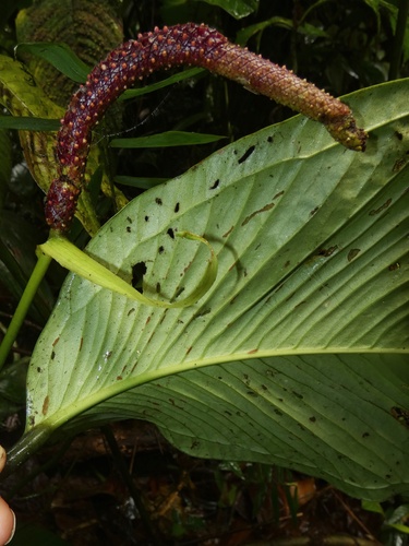 Anthurium cuspidatum, photograph 2