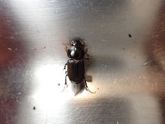 Acrossidius tasmaniae